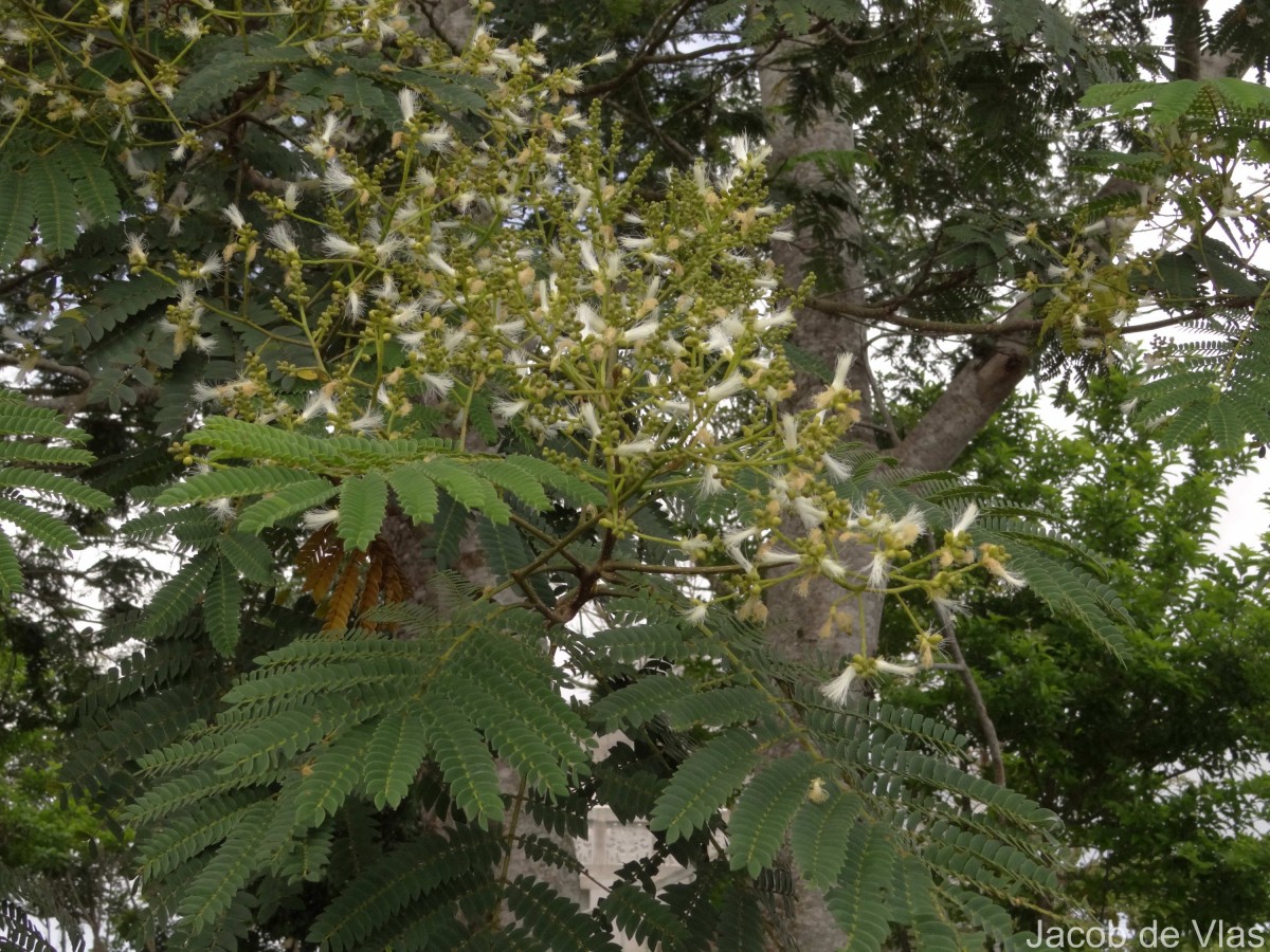 Falcataria falcata (L.) Greuter & R.Rankin